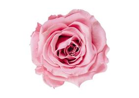 2510 Rose flower isolated on a transparent background photo