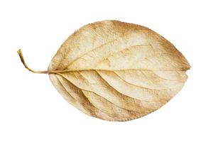 932 Beige dried leaf isolated on a transparent background photo