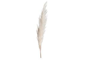 6373 White pampas grass isolated on a transparent background photo