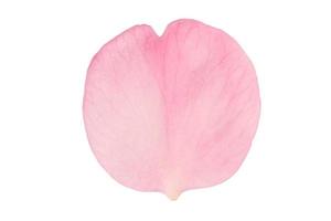 2538 Pink petal isolated on a transparent background photo