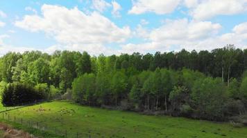 vue sur la forêt de paysage panoramique statique aérien avec des cerfs profitant de l'herbe à l'extérieur dans la campagne de lituanie. faune et flore europe de l'est, lituanie dans les pays baltes video