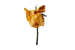 368 Yellow dried flower isolated on a transparent background photo