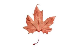 411 Brown leaf tree isolated on a transparent background photo