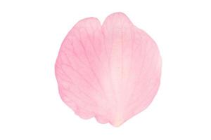 2540 Pink petal isolated on a transparent background photo