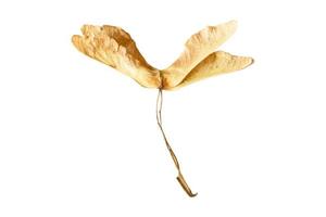 4118 Beige dried plant isolated on a transparent background photo