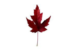 5083 Red leaf isolated on a transparent background photo