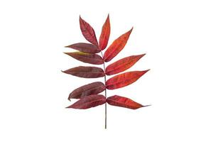 848 Red leaves isolated on a transparent background photo