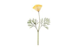 505 amarillo flor aislado en un transparente antecedentes foto