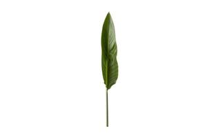 2140 Green leaf isolated on a transparent background photo