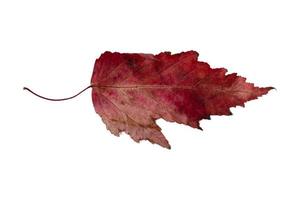 4095 Red dried leaf isolated on a transparent background photo