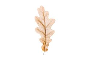 3782 Dried leaf isolated on a transparent background photo