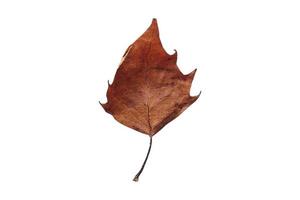 4114 Brown dried leaf isolated on a transparent background photo