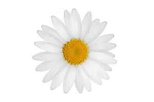 1075 White flower isolated on a transparent background photo