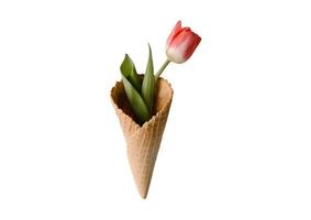 2043 Cone isolated on a transparent background photo