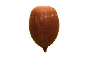 5169 Seed isolated on a transparent background photo