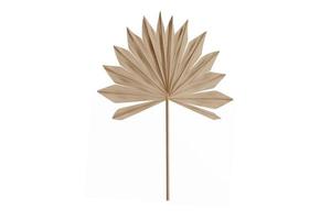 6322 Beige decor leaf isolated on a transparent background photo