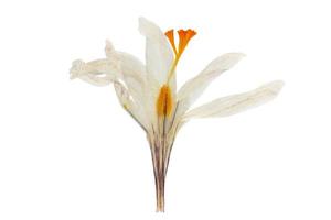 770 White flower isolated on a transparent background photo