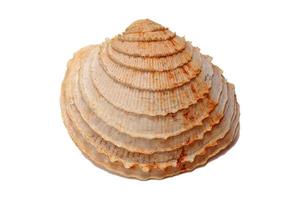 4034 Brown sea shell isolated on a transparent background photo
