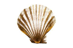 4924 Golden seashell decoration isolated on a transparent background photo