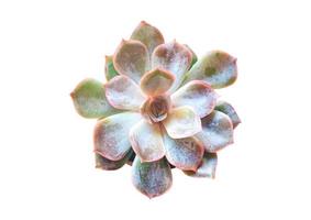 2716 Succulent flower isolated on a transparent background photo