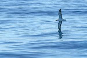 Cory's shearwater bird flying over the ocean photo