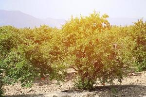 Row of pomegranate trees with ripe fruits on green branches photo