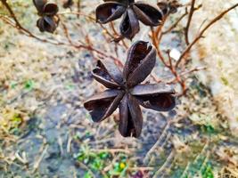 Paeonia suffruticosa seeds in stars. Peony flower tree seeds on a blurred background. Peony, a symbol of a semi-shrub in Chinese culture. Seeds of the national flower of China. Gardening, floriculture photo