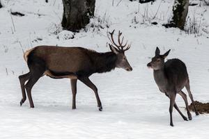 red deer on snow background photo