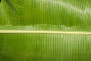 Banana leaf close up detail macro view photo