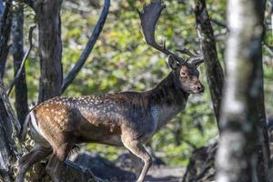 masculino barbecho ciervo en amor temporada en el bosque en otoño foto