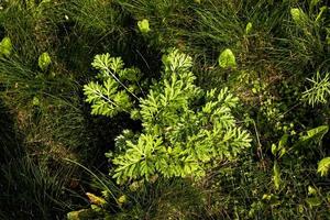 primer plano de artemisia annua de ajenjo dulce de cultivo fresco, annie dulce, pastos de artemisa anuales en el campo salvaje, planta medicinal de artemisinina, fondo de papel tapiz de textura de hojas de hierba verde natural foto