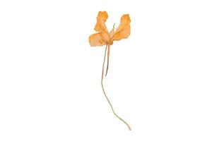 1139 Yellow dried flower isolated on a transparent background photo