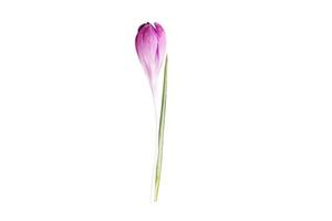 2962 Pink flower isolated on a transparent background photo