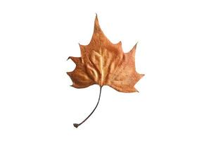 3946 Brown dried leaf isolated on a transparent background photo