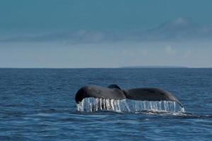 Humpback whale in Tonga, Polynesia Paradise photo