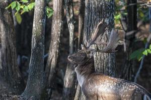 male fallow deer in love season in the forest in autumn photo