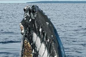 Humpback whale in Tonga, Polynesia Paradise photo