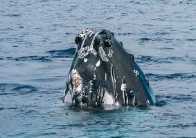 jorobado ballena en tonga, Polinesia paraíso foto
