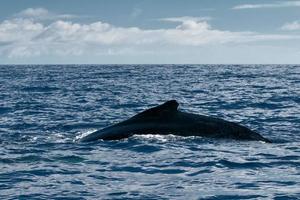 Humpback whale going down in blue polynesian sea photo