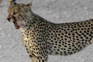 A Cheetah yawns after taking down prey. photo