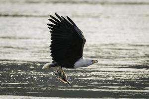 An African Fish Eagle flies with a fish frrom the Nile in Uganda. photo