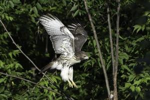 A young Red tailed Hawk takes flight from a tree photo