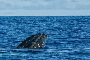 Humpback whale head comuing up in deep blue polynesian ocean photo