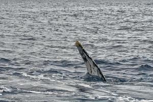 jorobado ballena aleta yendo abajo en azul polinesio mar foto