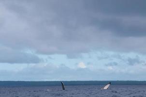 Two Humpback whales tail going down in blue polynesian sea photo