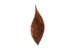 4005 Brown dried leaf isolated on a transparent background photo