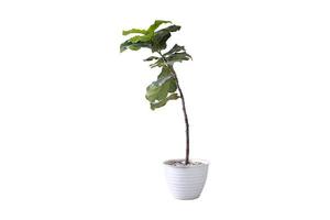 189 White flowerpot with a plant isolated on a transparent background photo