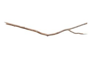 187 Beige tree branch isolated on a transparent background photo