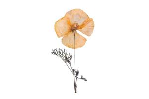 1404 Orange dried flower isolated on a transparent background photo