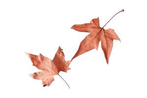 2973 otoño hojas aislado en un transparente antecedentes foto